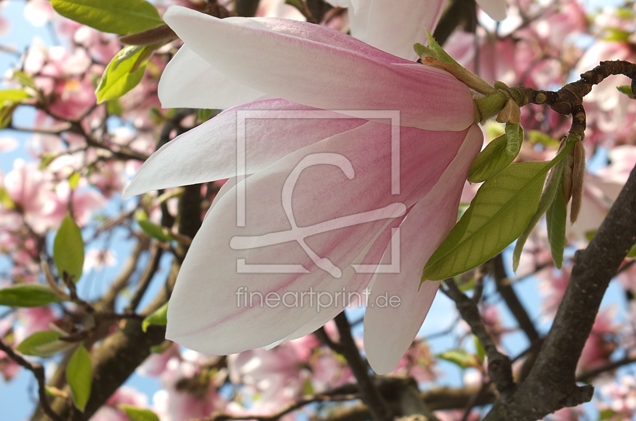 Bild-Nr.: 11241040 Magnolienblüte erstellt von Marion227