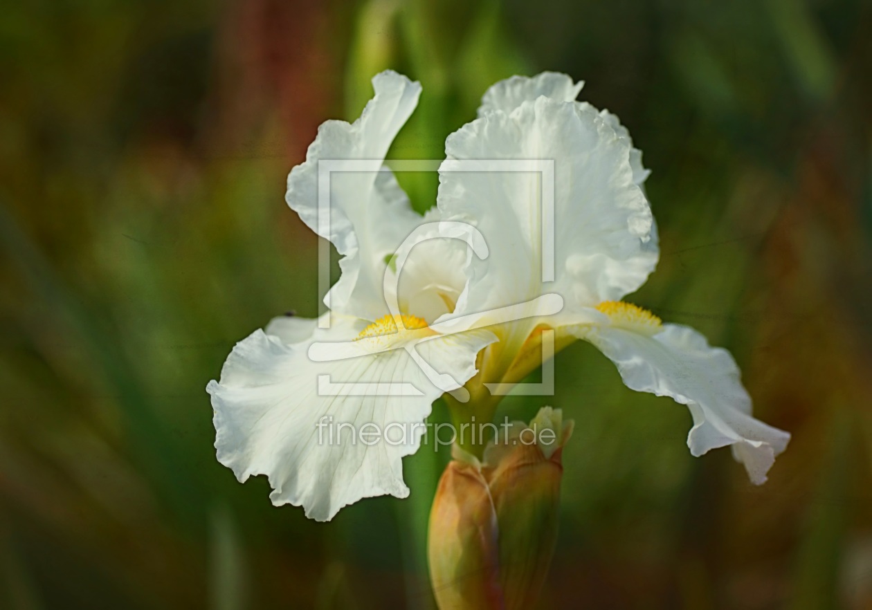 Bild-Nr.: 11241872 Iridaceae erstellt von youhaveadream