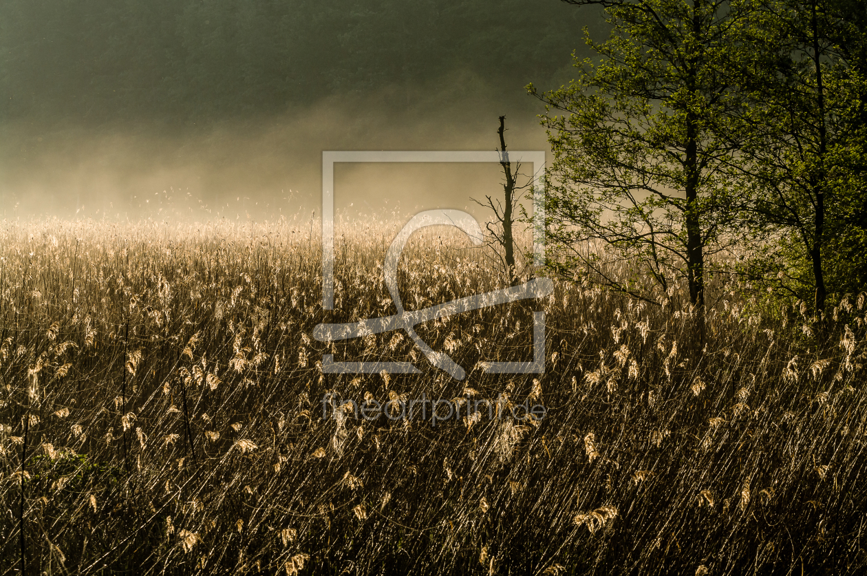 Bild-Nr.: 11242148 Schilf im Nebel erstellt von Bembix