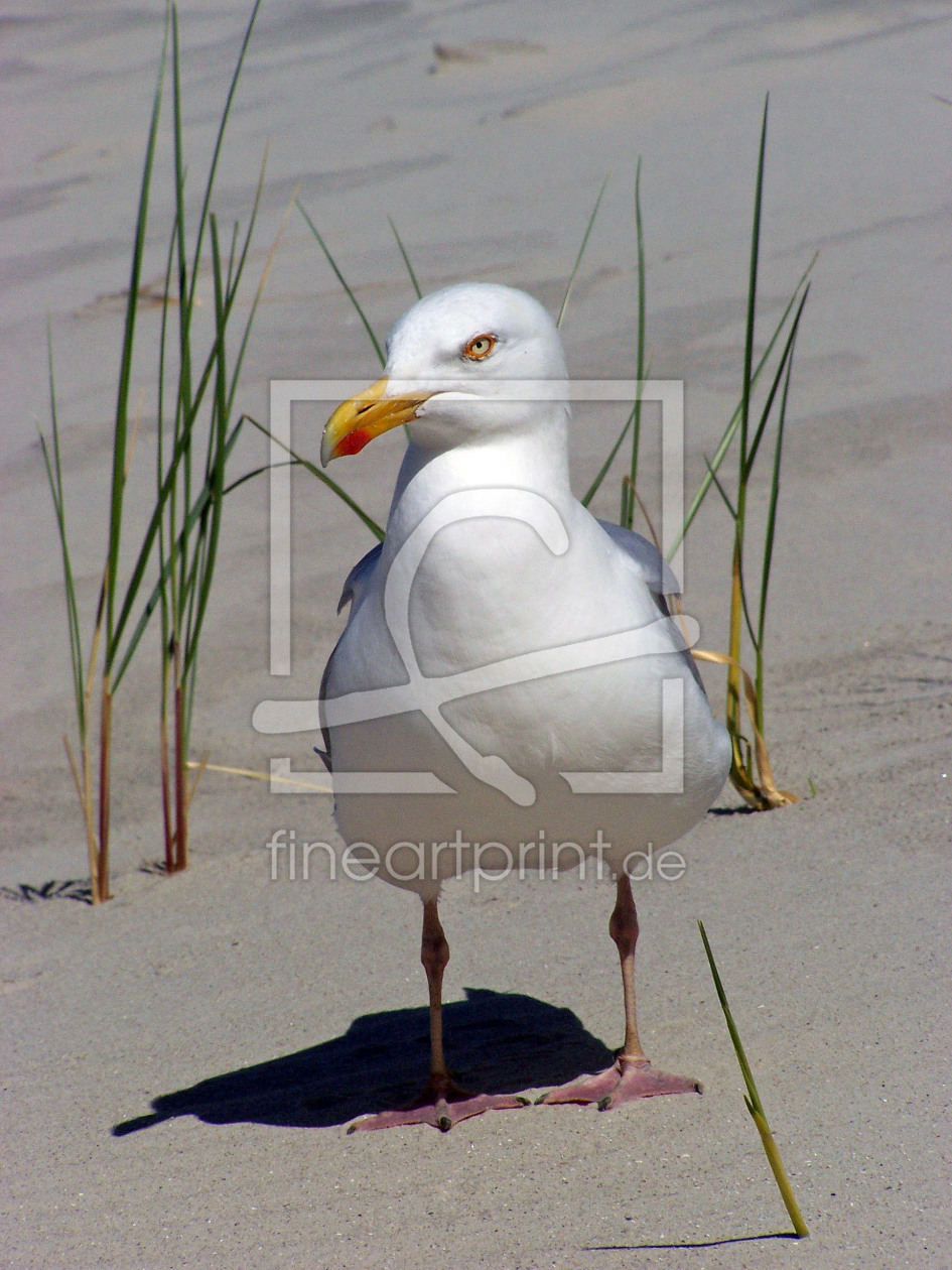 Bild-Nr.: 11242824 Eine Möwe am Strand erstellt von Foto-Gen