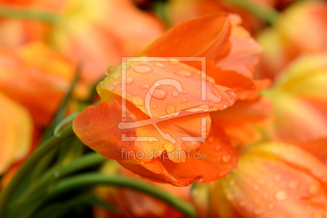 Bild-Nr.: 11243064 R e g e n t r o p f e n Bild-Nr.: 11243064 R e g e n t r o p f e n erstellt von GUGIGEI