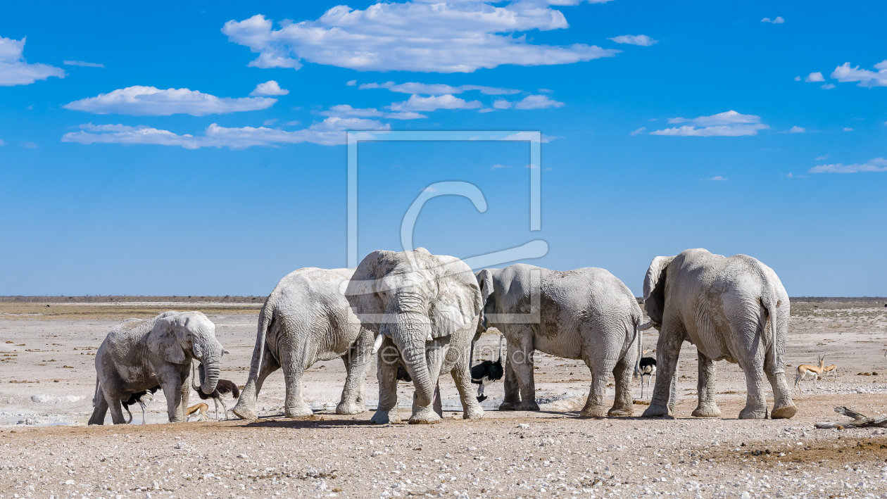 Bild-Nr.: 11243082 Big Five erstellt von Bembix