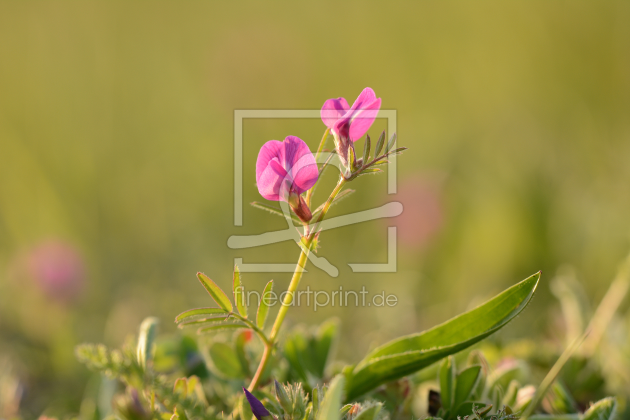 Bild-Nr.: 11243476 Kargfeldblume erstellt von Ostfriese