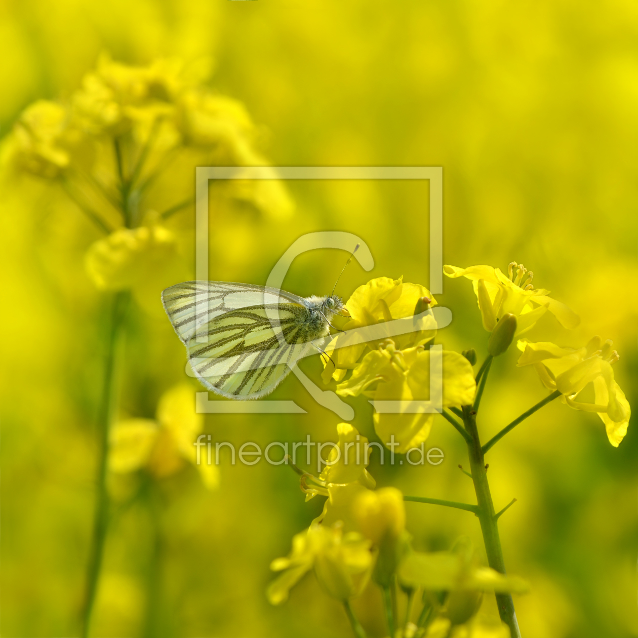 Bild-Nr.: 11243494 Im Rapsfeld Bild-Nr.: 11243494 Im Rapsfeld erstellt von Atteloi