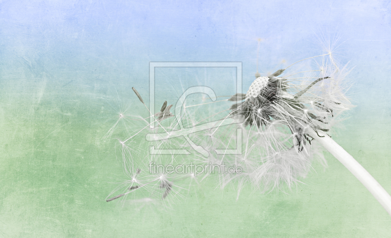 Bild-Nr.: 11243844 Pusteblume - Texturarbeit erstellt von Heike  Hultsch