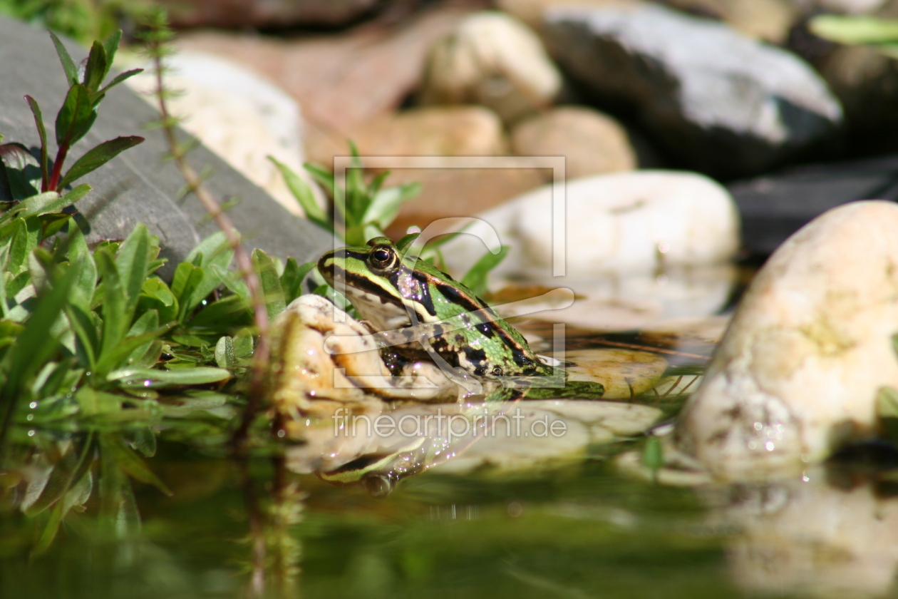 Bild-Nr.: 11243968 Frosch erstellt von Bullysoft