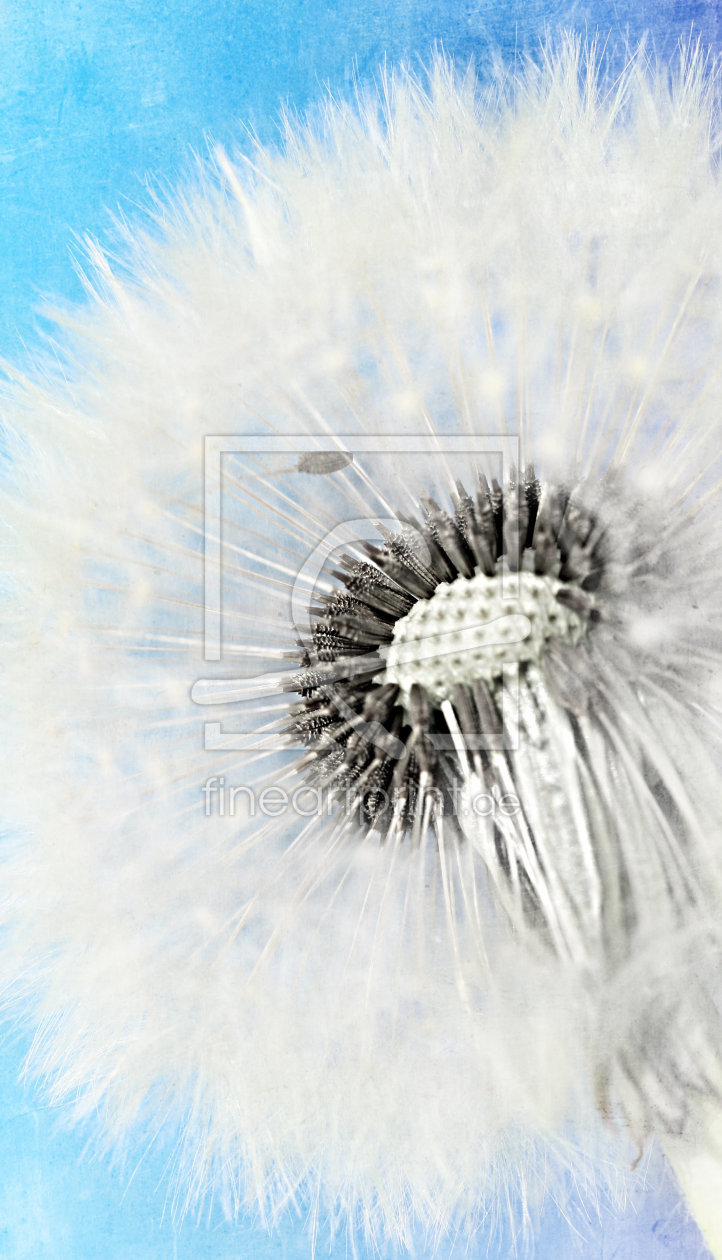 Bild-Nr.: 11244090 Pusteblume erstellt von Heike Hultsch