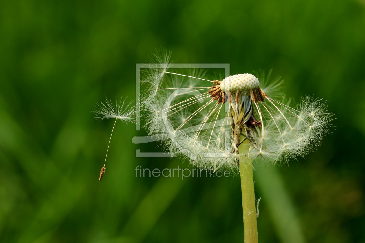 Bild-Nr.: 11244768 Pusteblume erstellt von Heike  Hultsch