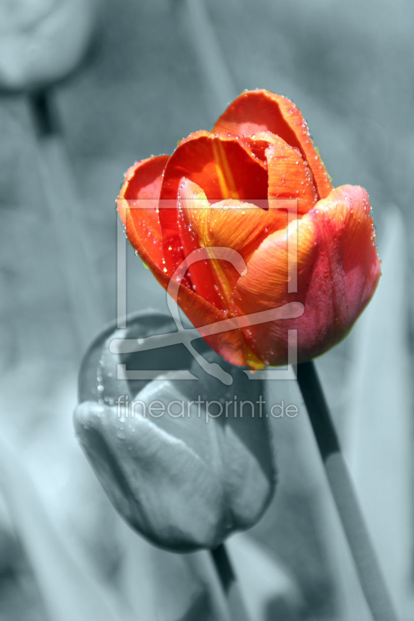 Bild-Nr.: 11246102 Eine Rote Tulpe erstellt von Foto-Gen