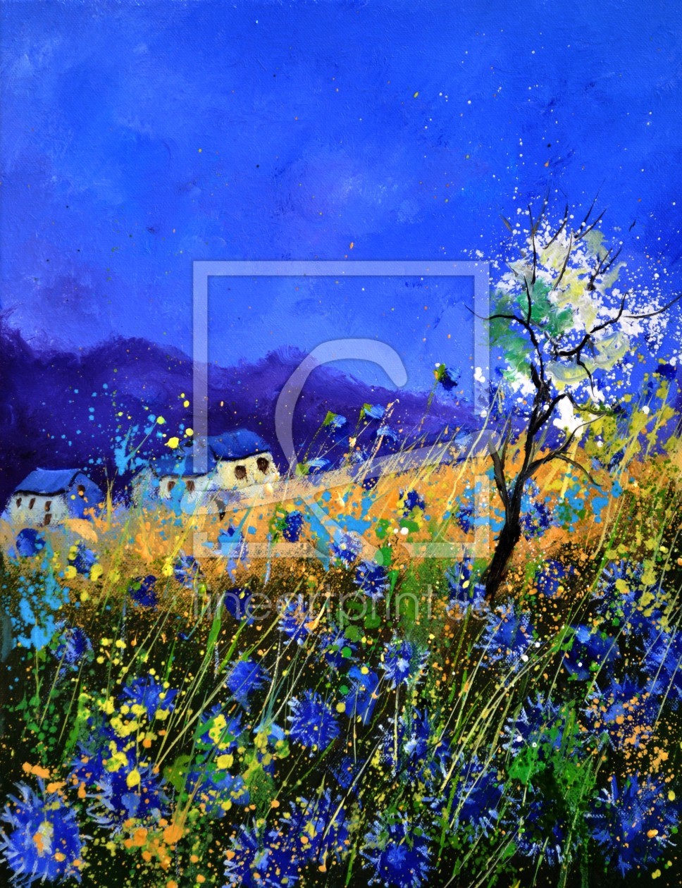 Bild-Nr.: 11246186 Cornflowers in summer erstellt von Pol Ledent