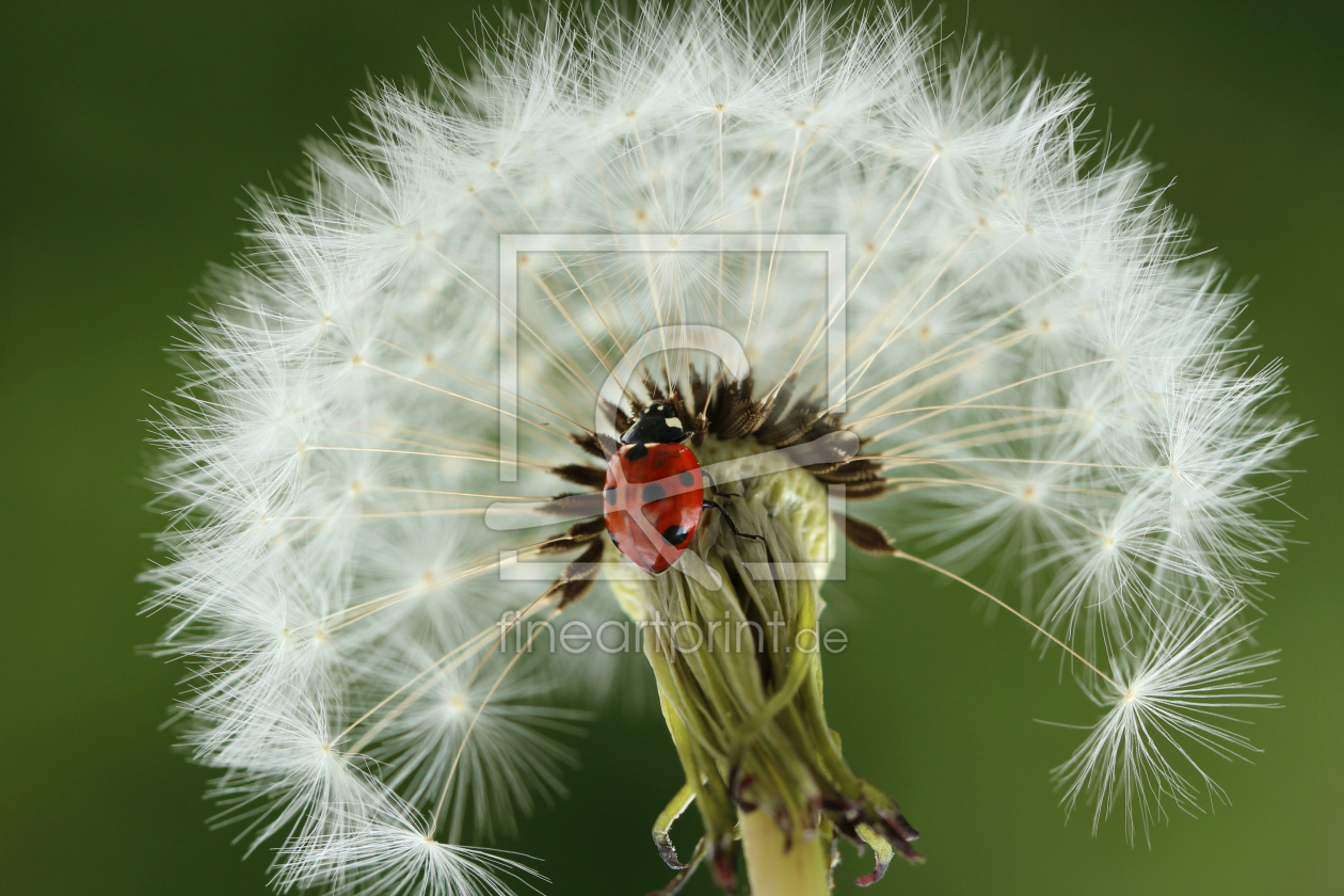 Bild-Nr.: 11247480 Marienkäferpusteblume erstellt von Heike Hultsch