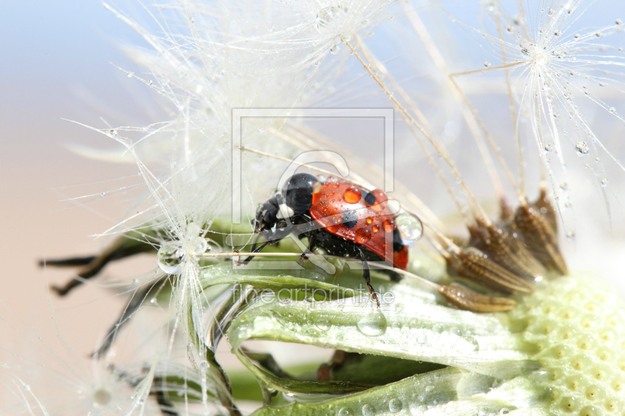 Bild-Nr.: 11248558 Glückskäfer im Tropfenwunderland erstellt von Heike  Hultsch