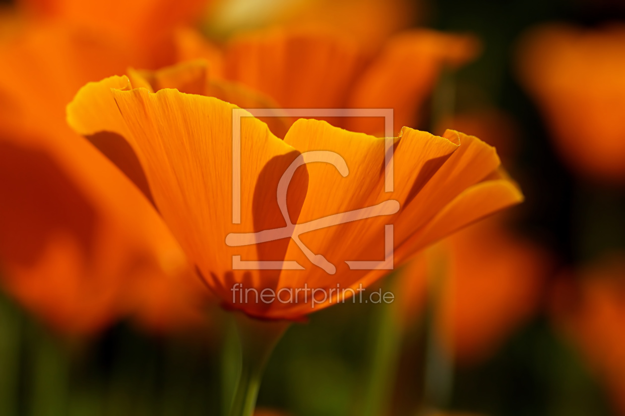 Bild-Nr.: 11248928 The power of orange erstellt von youhaveadream
