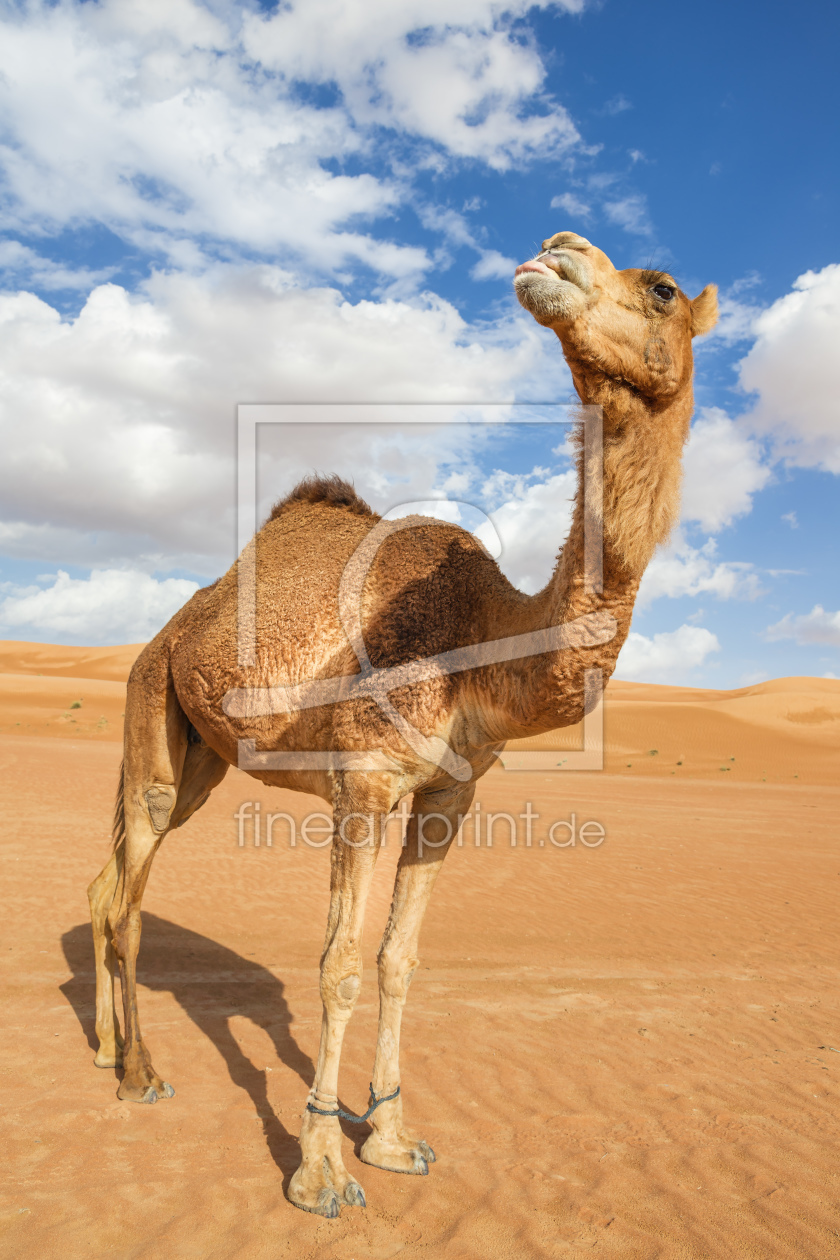 Bild-Nr.: 11249178 Wüsten Kamel Oman erstellt von Wolfgang Zwanzger