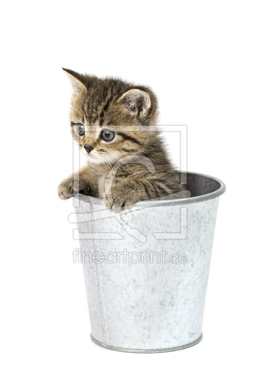 Bild-Nr.: 11250092 Katzenbaby erstellt von HeschFoto