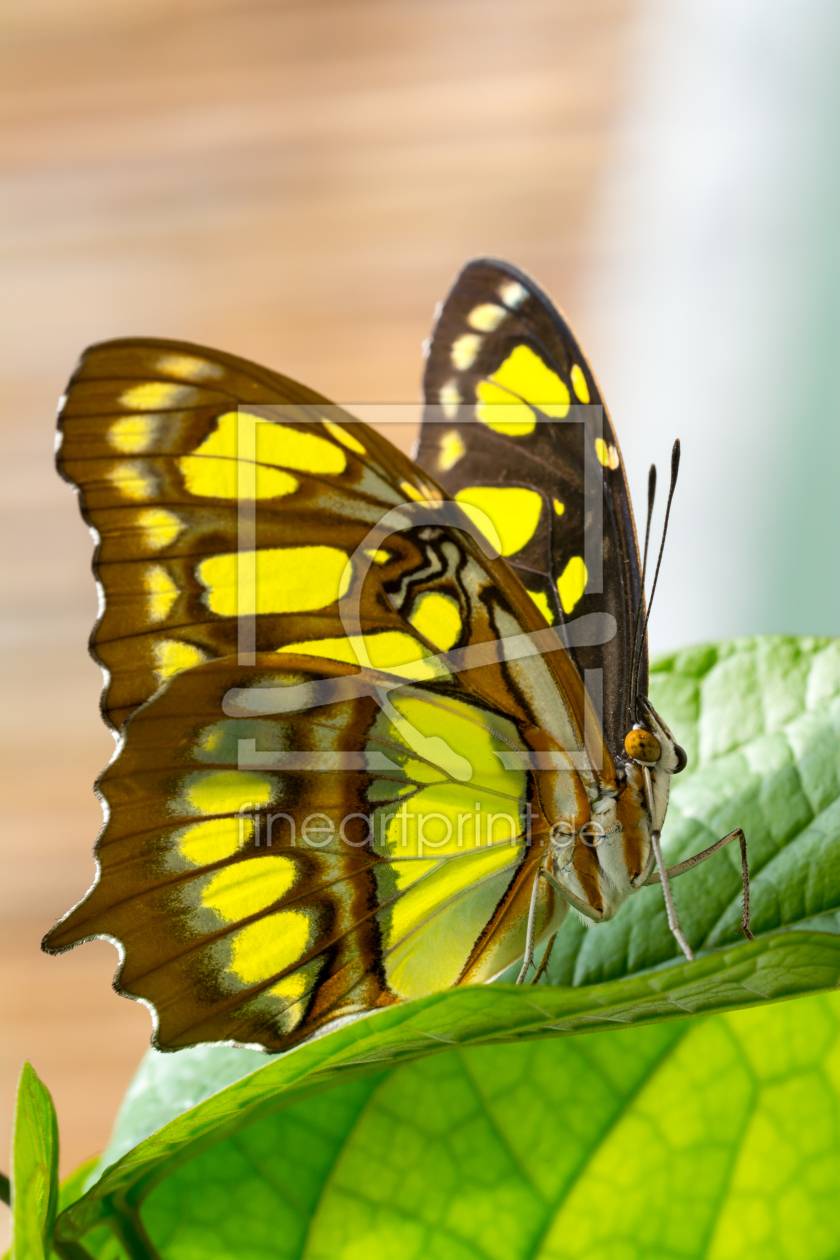 Bild-Nr.: 11250318 butterfly 16 erstellt von Richard-Young