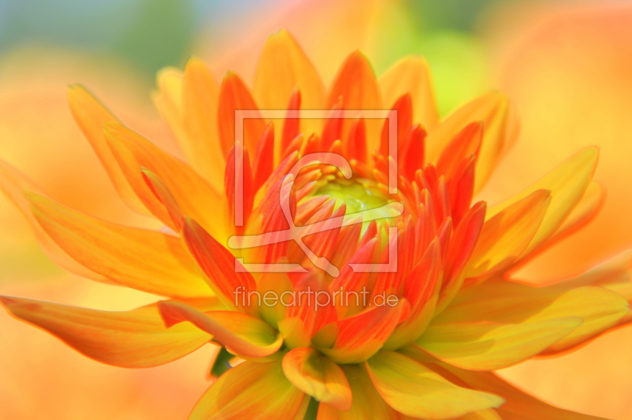 Bild-Nr.: 11250750 Dahlia erstellt von GUGIGEI