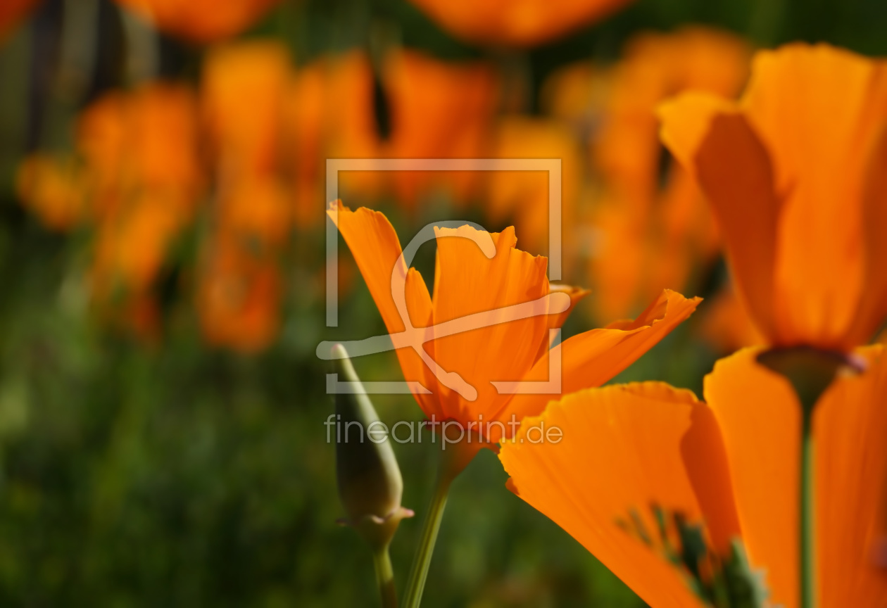 Bild-Nr.: 11252500 Gelber Mohn erstellt von youhaveadream
