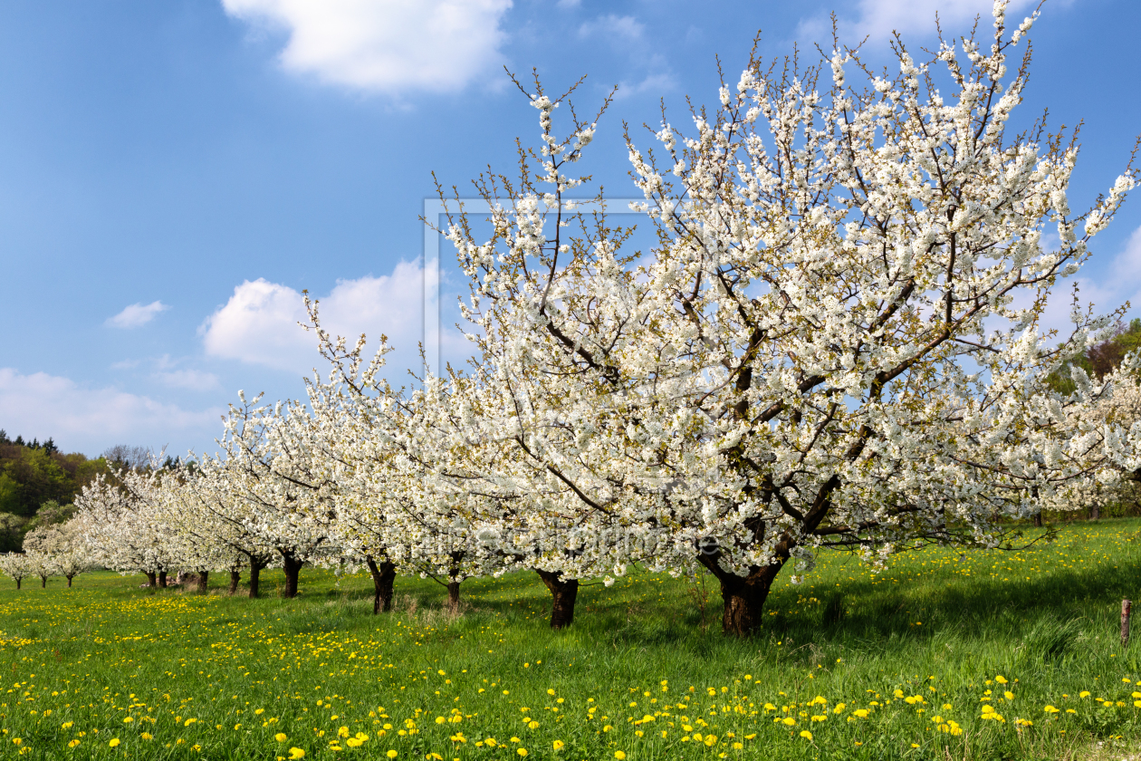 Bild-Nr.: 11253558 Kirschblüte erstellt von TomKli