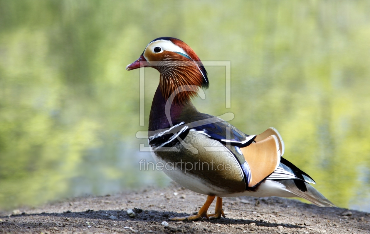 Bild-Nr.: 11253832 Mandarinente Aix galericulata erstellt von Renate Knapp