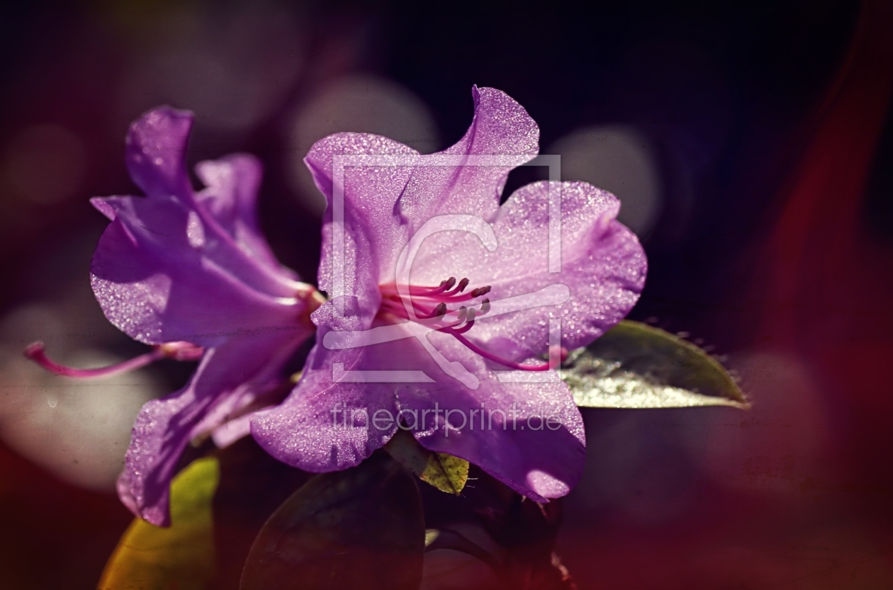 Bild-Nr.: 11254450 Rhododendron erstellt von youhaveadream