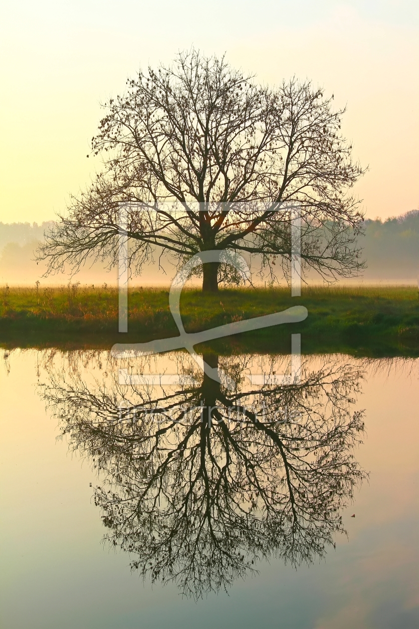 Bild-Nr.: 11255100 Baum und Spiegelbild erstellt von falconer59