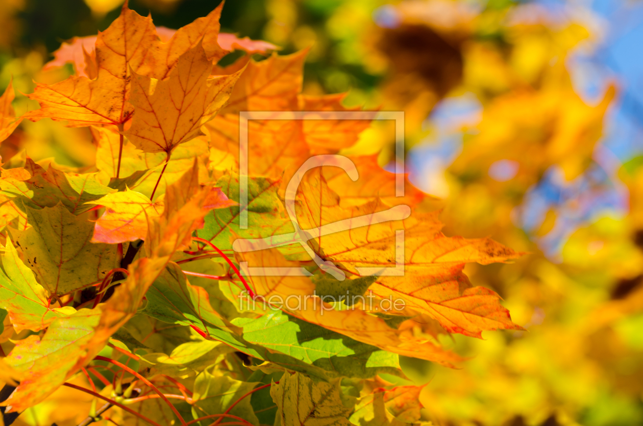 Bild-Nr.: 11256782 Herbststimmung 4 erstellt von Richard-Young