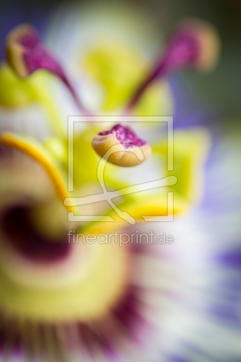 Bild-Nr.: 11256792 Passiflora 3s1 erstellt von Richard-Young