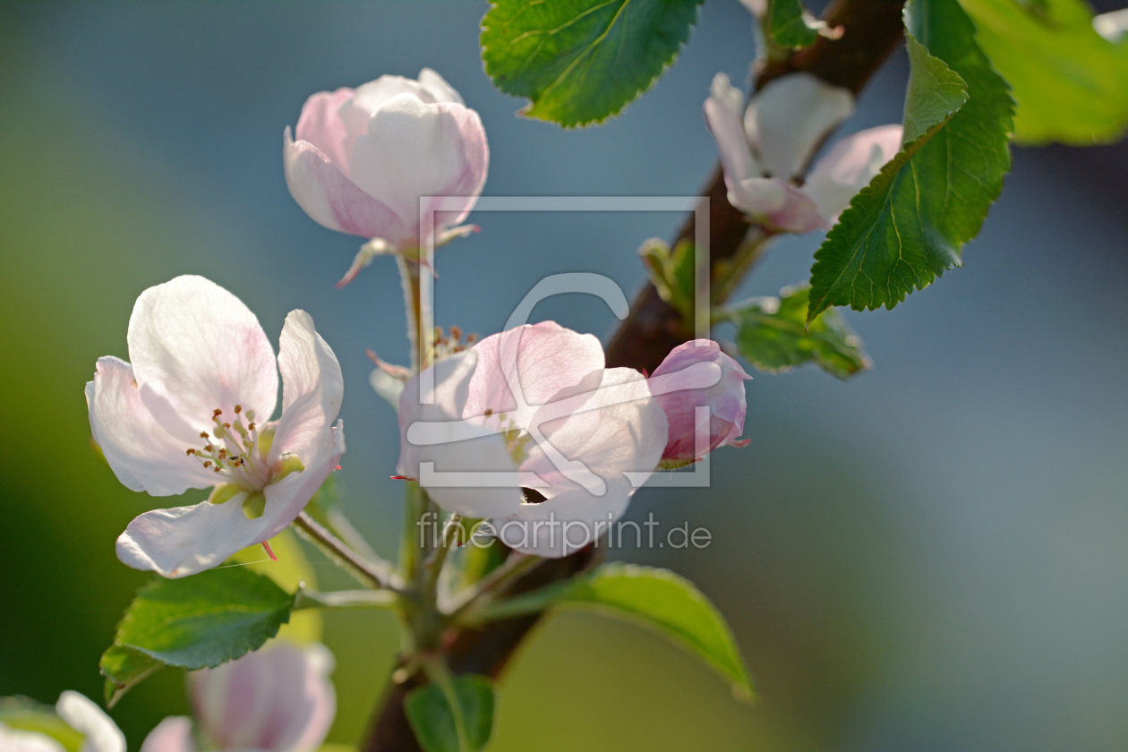 Bild-Nr.: 11257200 Die Apfelbaumblüte erstellt von Ostfriese