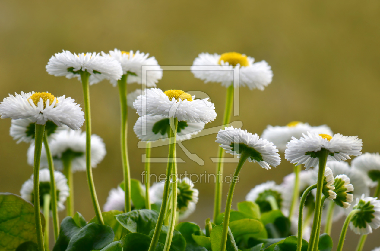 Bild-Nr.: 11258776 Bellis erstellt von Atteloi