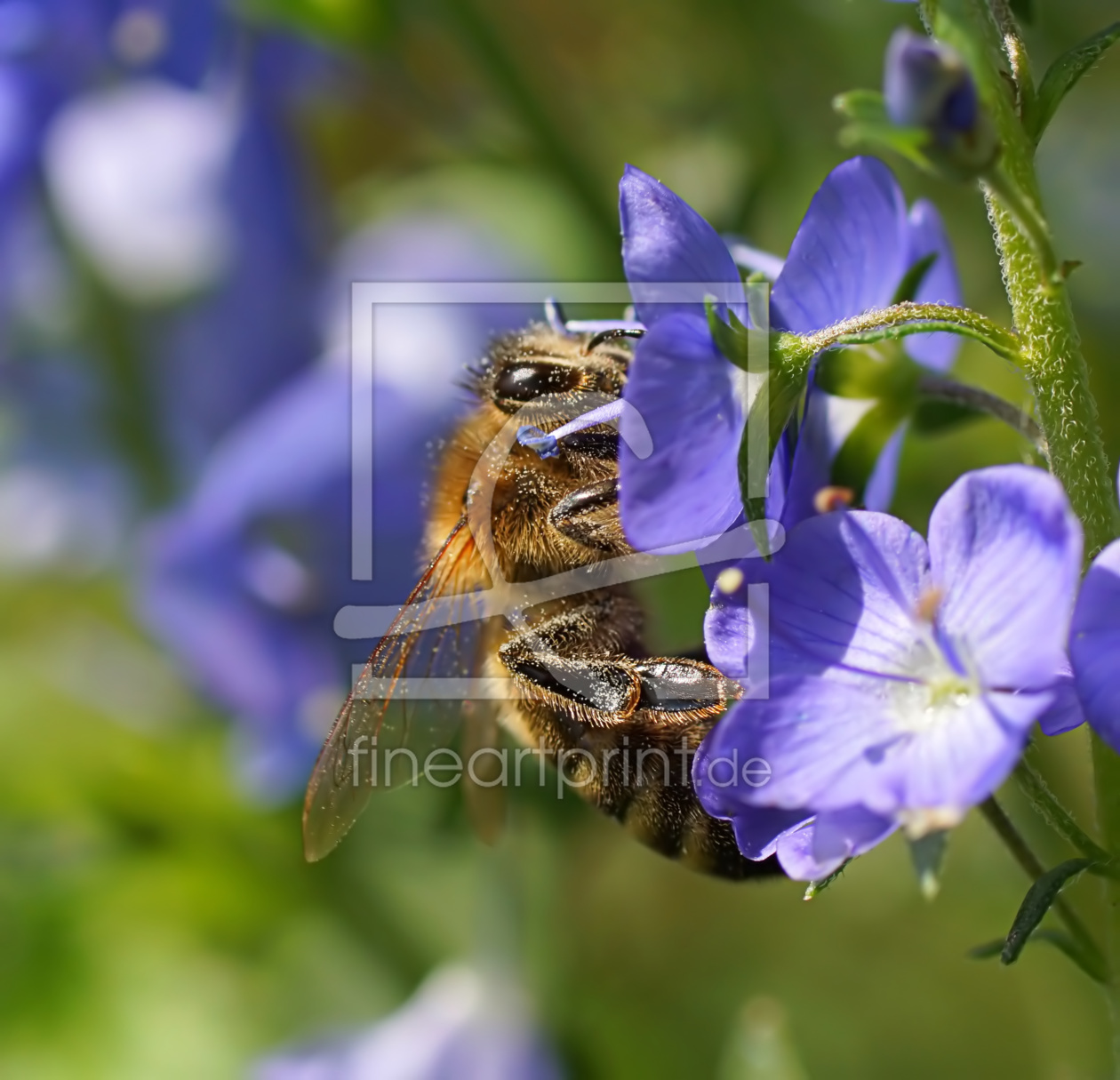 Bild-Nr.: 11259242 Pollination erstellt von youhaveadream
