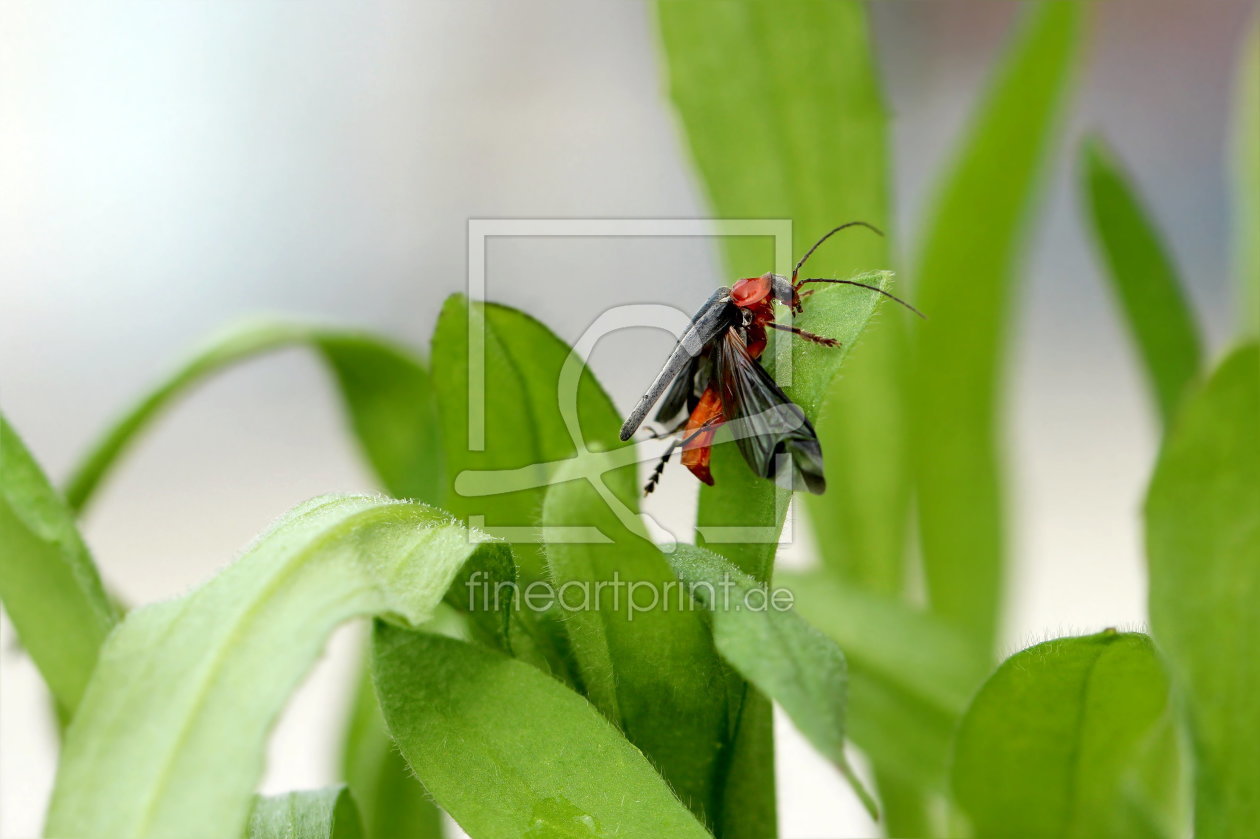 Bild-Nr.: 11259754 Beetle erstellt von Heike  Hultsch