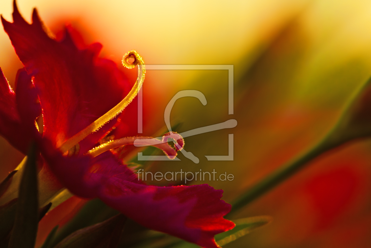 Bild-Nr.: 11260016 Rote Blume im Abendlicht erstellt von Regiles