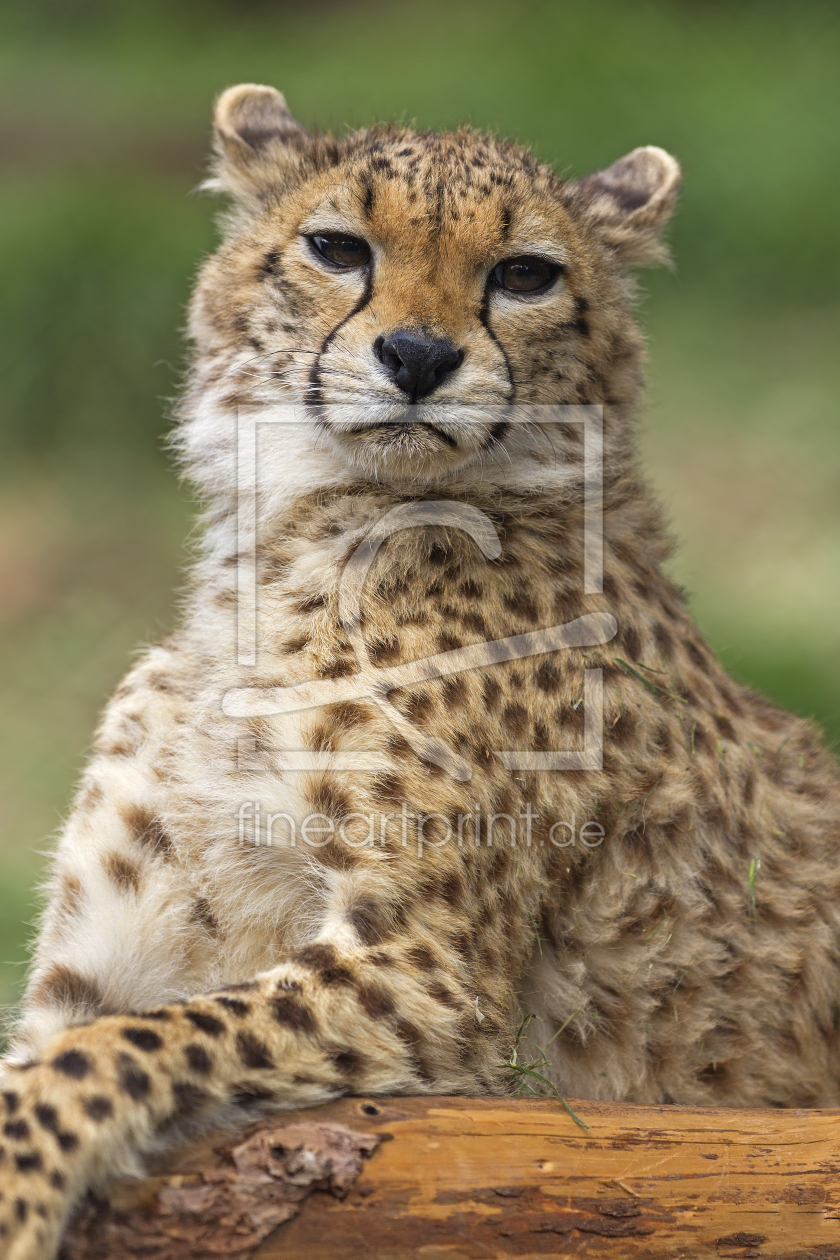 Bild-Nr.: 11261130 Cheetah erstellt von Thomas Herzog