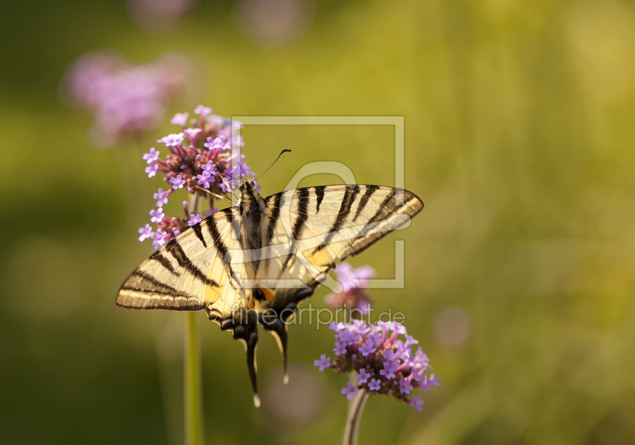 Bild-Nr.: 11261650 Schmetterling erstellt von EvaPhelicia