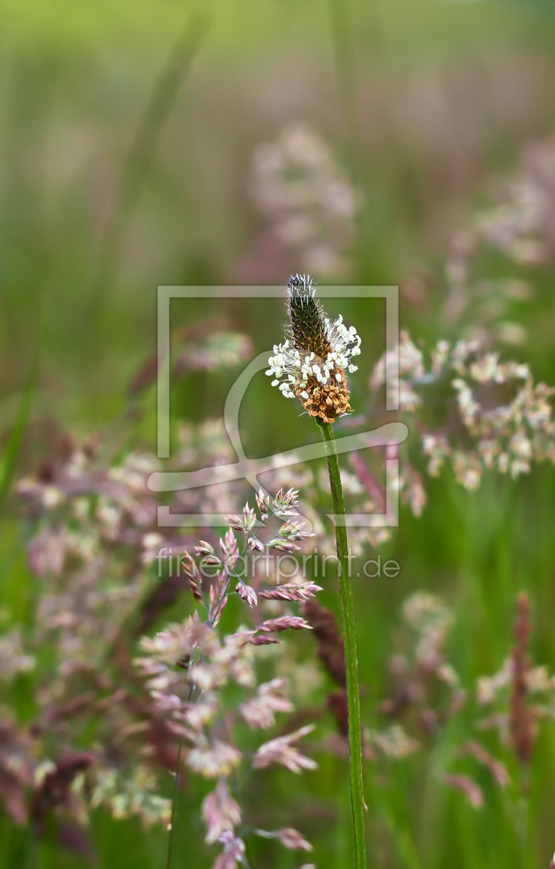 Bild-Nr.: 11262588 Allein unter Grasblüten erstellt von falconer59