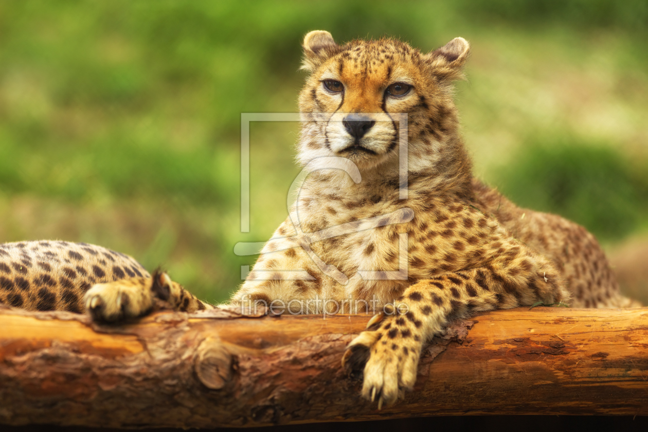 Bild-Nr.: 11263146 Gepard erstellt von Thomas Herzog