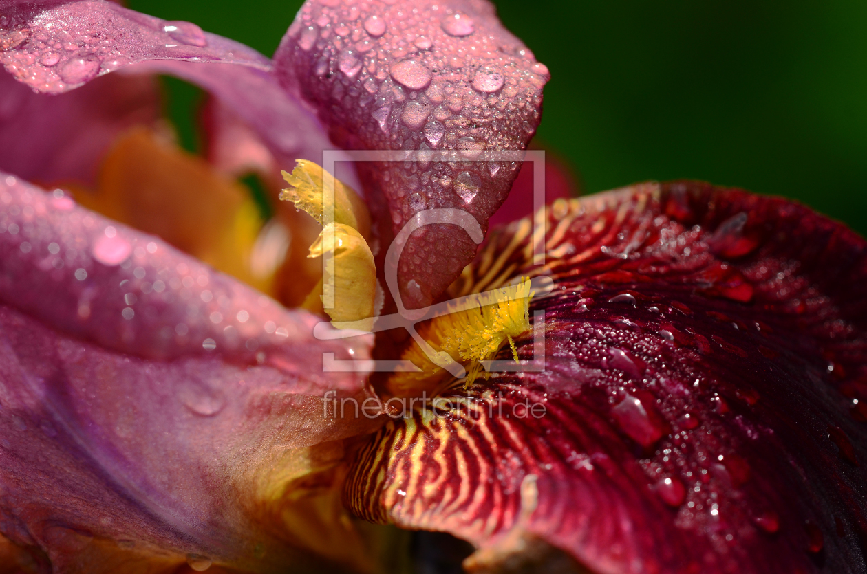 Bild-Nr.: 11263252 Lilienblüte am Morgen erstellt von Ostfriese