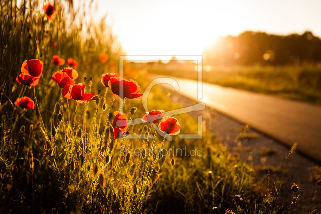 Bild-Nr.: 11263312 Mohnblumen erstellt von Konstantin-Articus