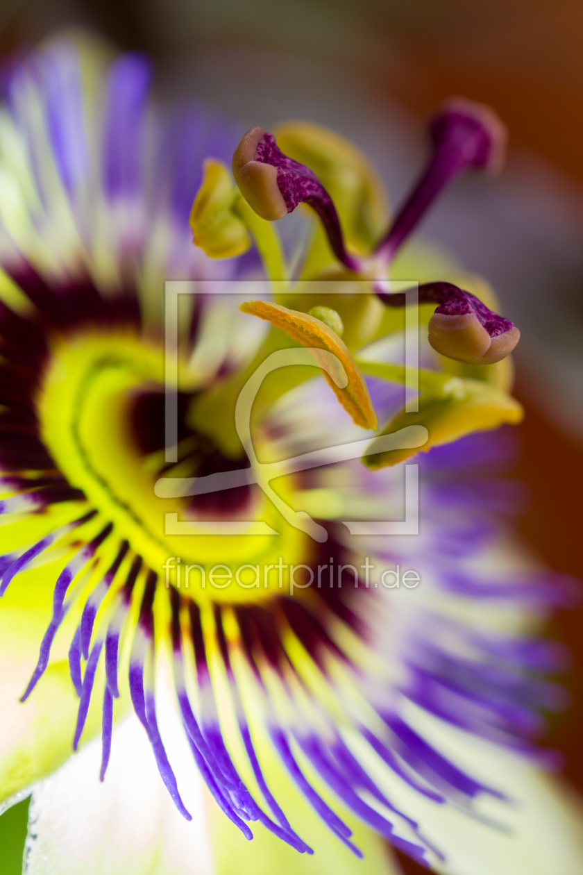 Bild-Nr.: 11264070 Passiflora 6s2 erstellt von Richard-Young