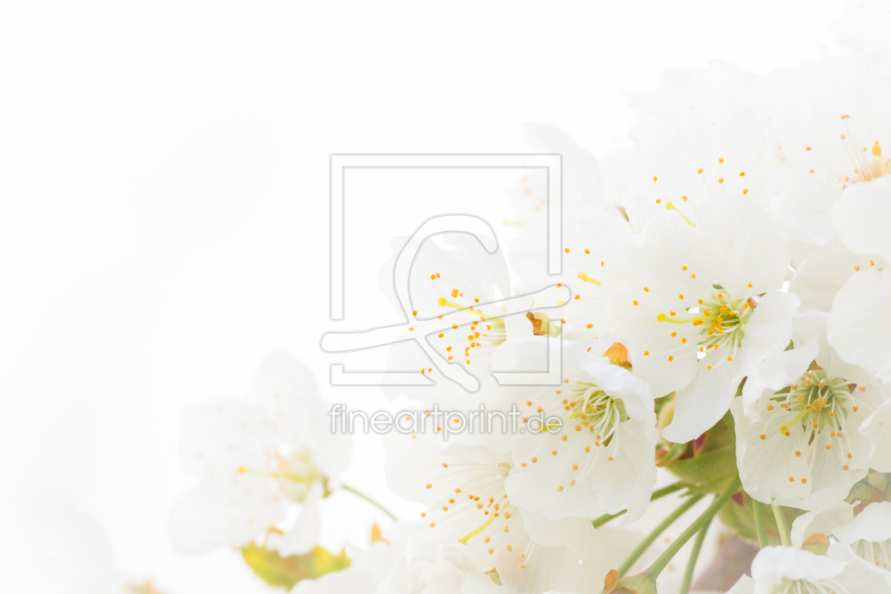 Bild-Nr.: 11264812 Kirschblüte erstellt von TomKli