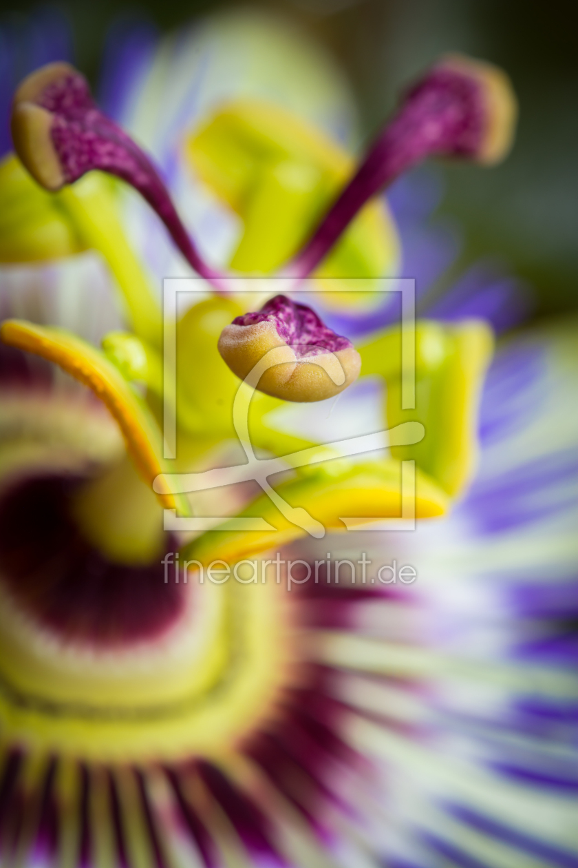 Bild-Nr.: 11265474 Passiflora 3s3 erstellt von Richard-Young