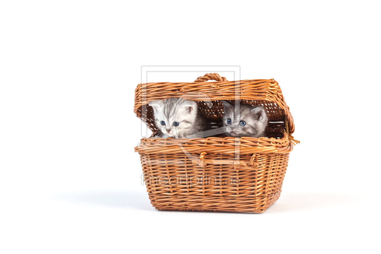 Bild-Nr.: 11265504 Kätzchen im Korb erstellt von HeschFoto