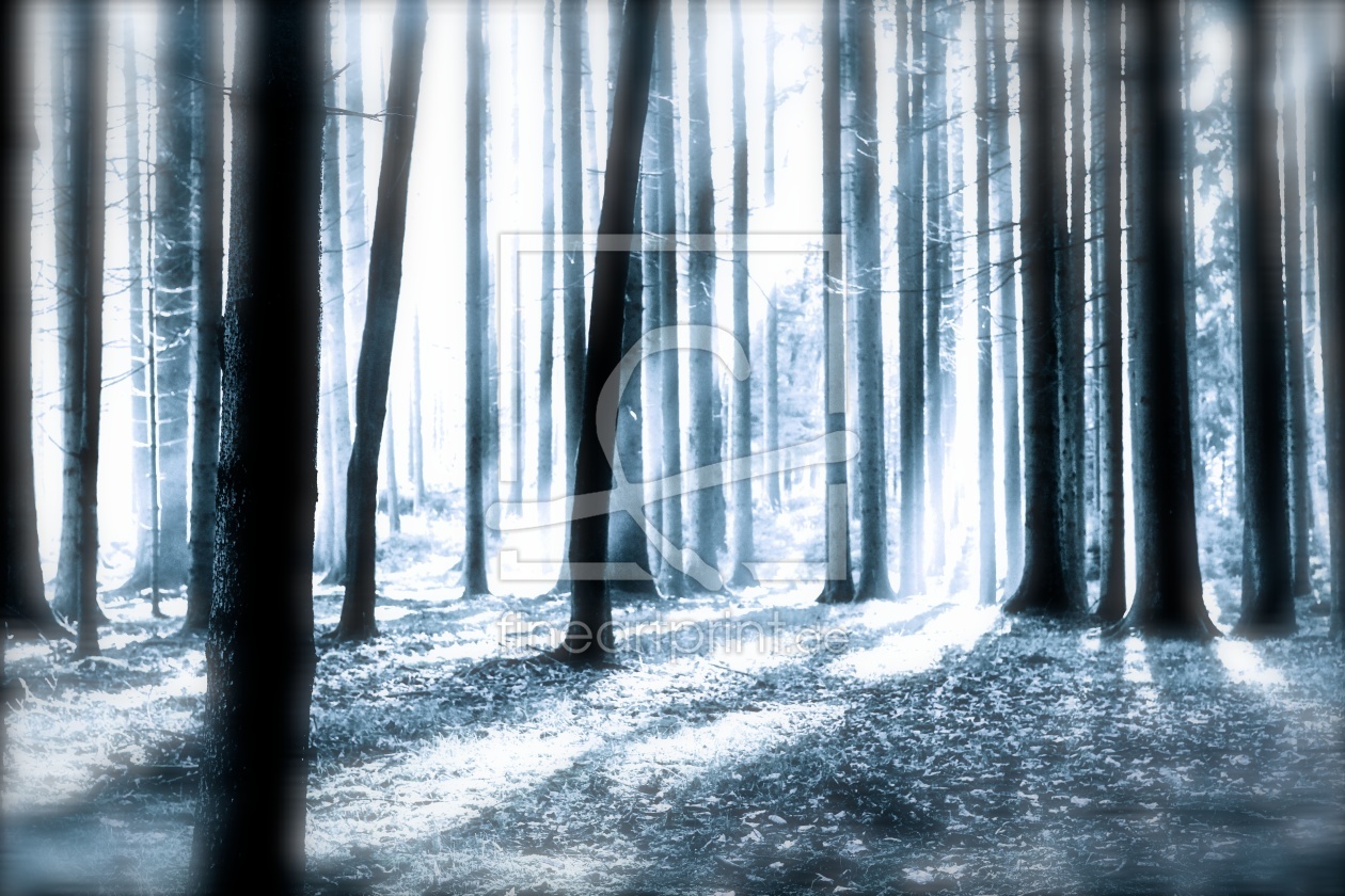 Bild-Nr.: 11266116 Geheimnisvoller Wald erstellt von ViPa