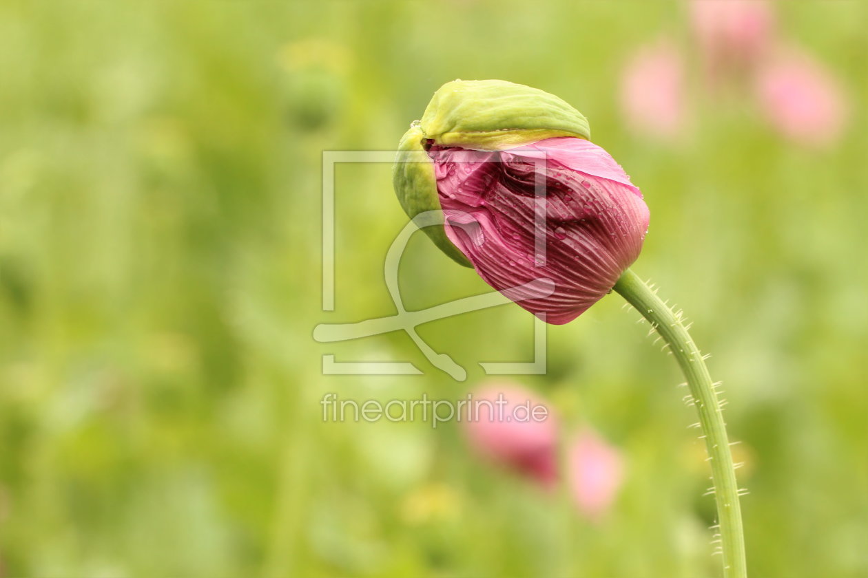 Bild-Nr.: 11266164 Mohn erstellt von Heike Hultsch