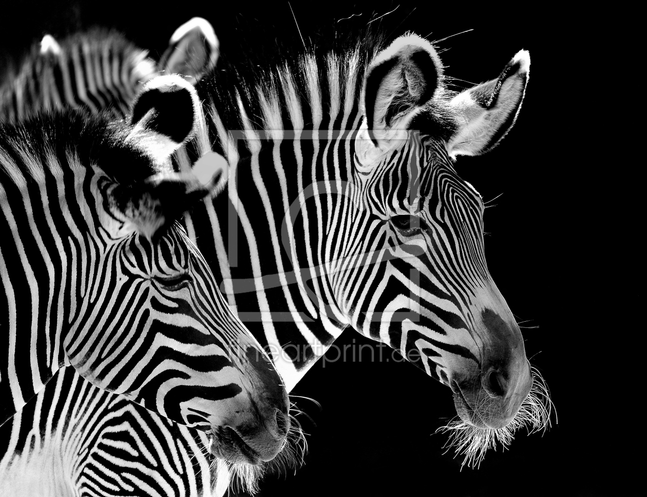 Bild-Nr.: 11267078 1,2 Zebra erstellt von Steffen Henze