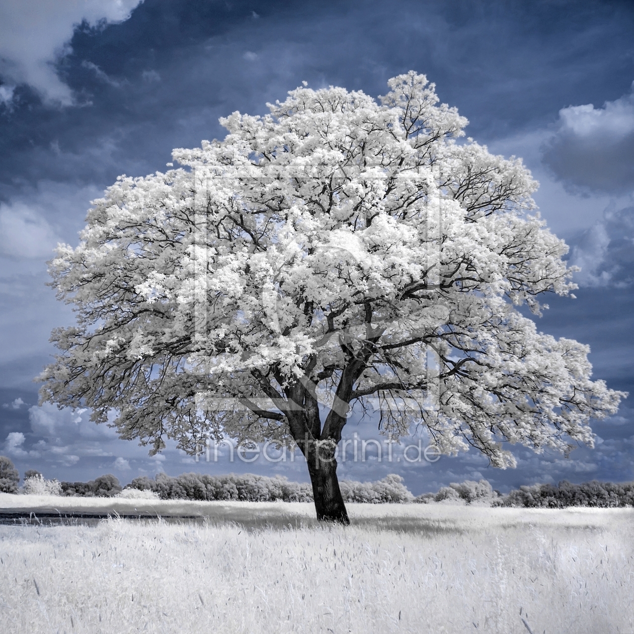 Bild-Nr.: 11267944 Ein Baum - Infrarot-Fotografie erstellt von Heike Langenkamp