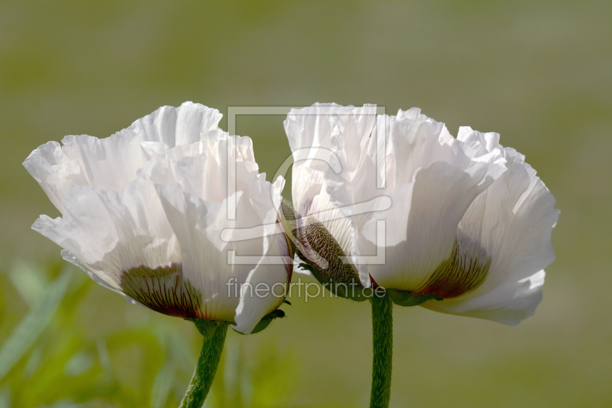 Bild-Nr.: 11268268 Der Weiße Mohn erstellt von Ostfriese