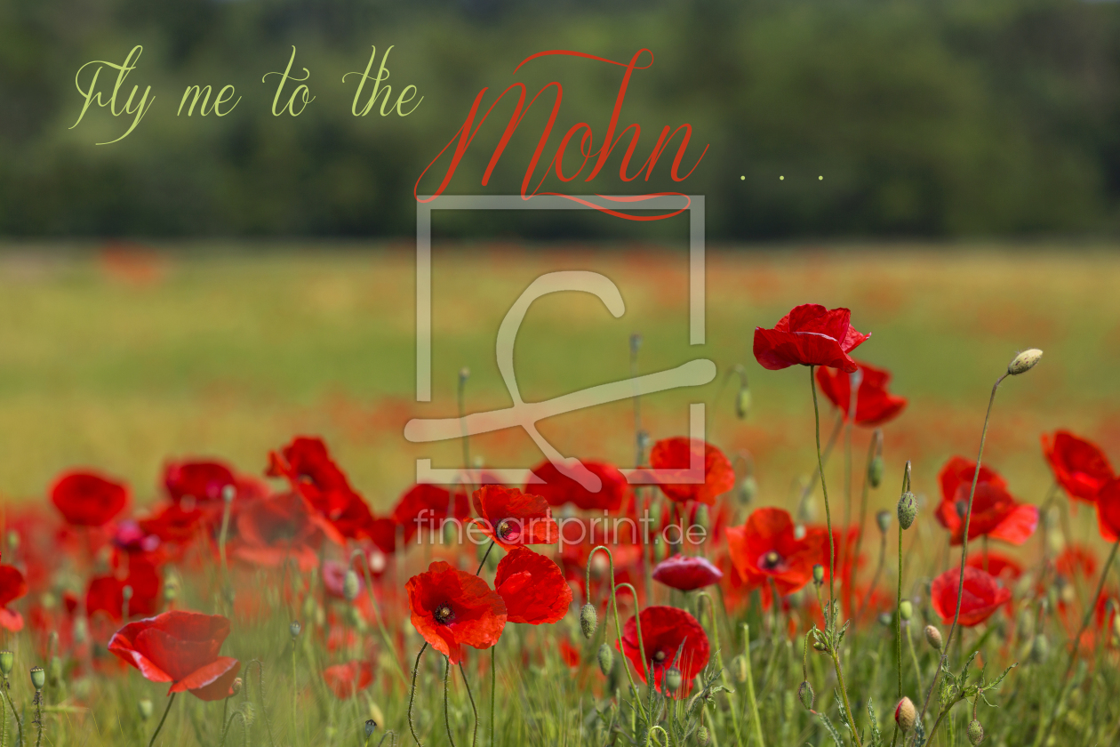 Bild-Nr.: 11269498 Fly me to the Mohn Bild-Nr.: 11269498 Fly me to the Mohn erstellt von Thomas Herzog