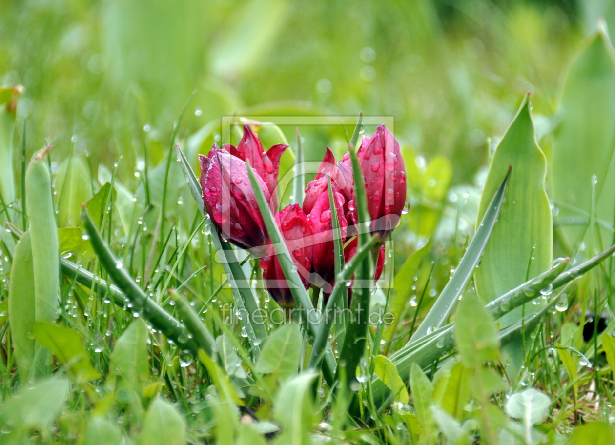 Bild-Nr.: 11270000 Lilliput erstellt von GUGIGEI